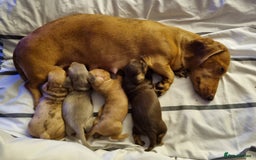 Miniature Dachshund dogs for sale: Female Miniature Dachshund - Only 1 Remaining - Image 5