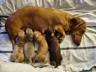 Miniature Dachshund dogs - Advert 36