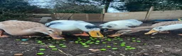 Ducks poultry for sale: Runner ducks - Advert 1