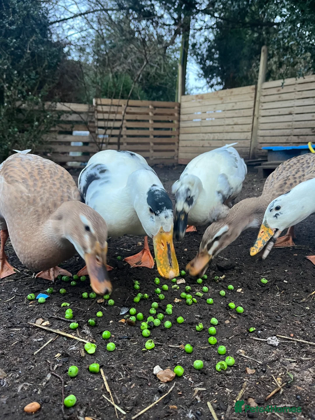 Ducks poultry for sale: Runner ducks - Advert 1