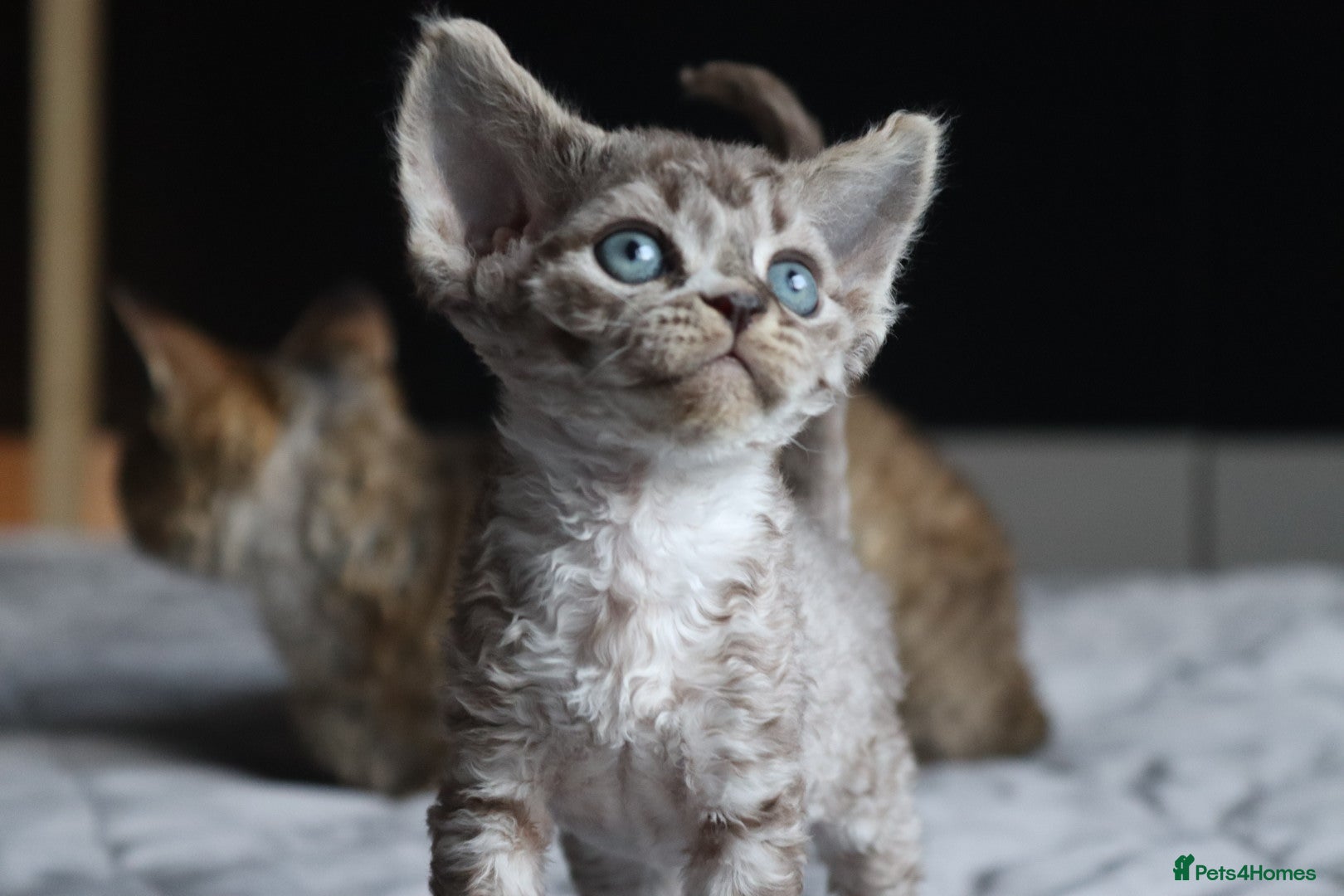 Devon Rex cats 🎉Beautiful, healthy and full pedigree Devon Rex🎉 - Advert 1