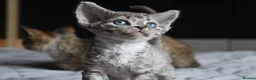 Devon Rex cats for sale: 🎉Beautiful, healthy and full pedigree Devon Rex🎉 - Advert 1