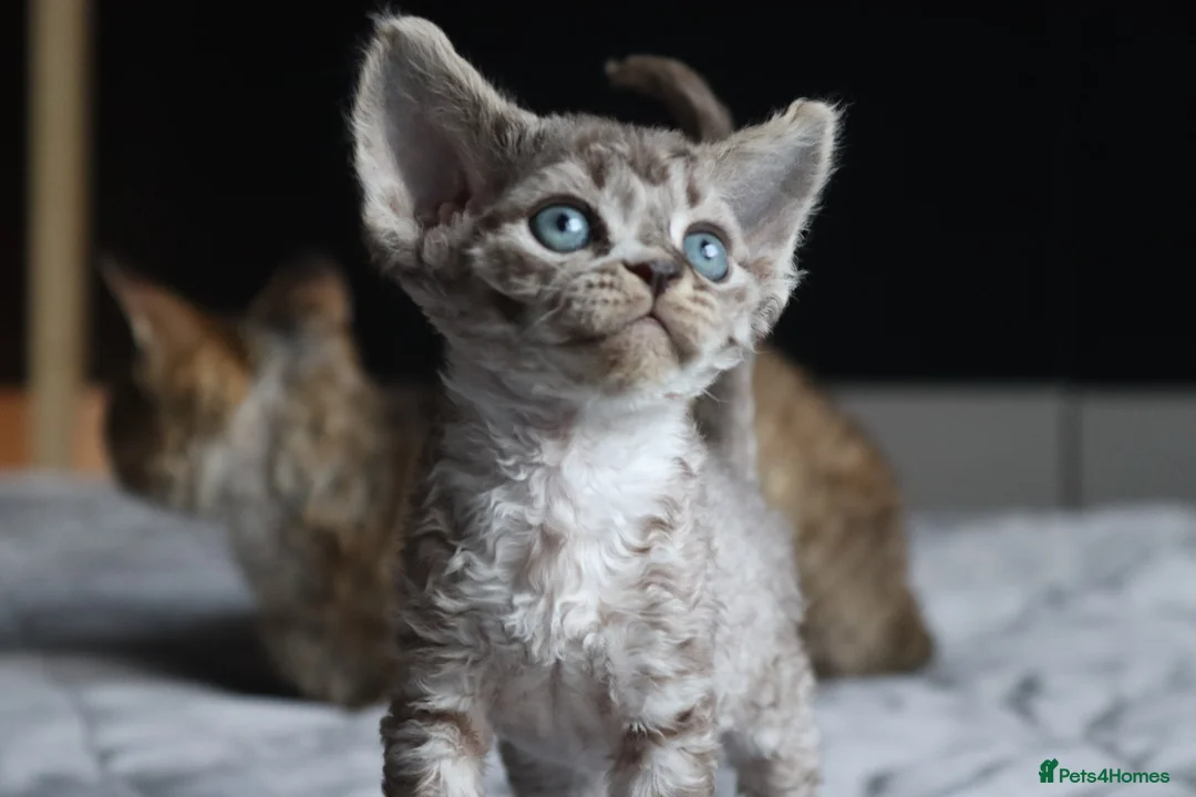 Devon Rex cats for sale: 🎉Beautiful, healthy and full pedigree Devon Rex🎉 - Advert 1