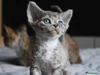 Devon Rex cats 🎉Beautiful, healthy and full pedigree Devon Rex🎉 - Advert 1