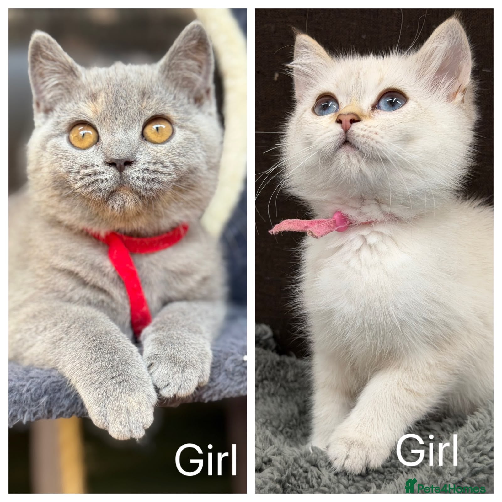 British Shorthair cats 2 BEAUTIFUL BSH TICA GIRLS - Advert 5