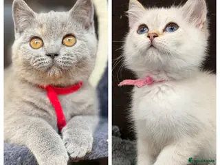 British Shorthair cats 2 BEAUTIFUL BSH TICA GIRLS - Advert 5