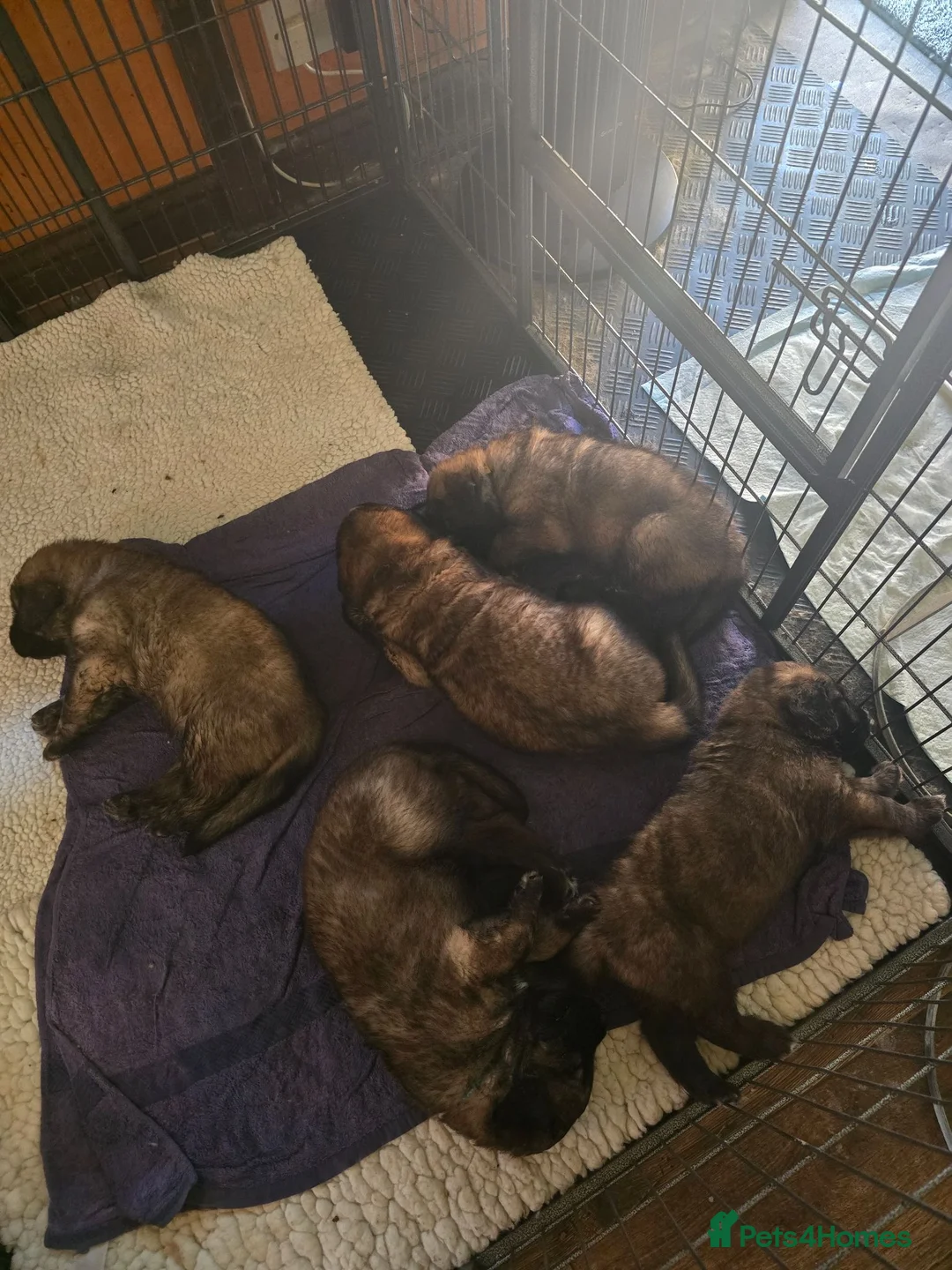 Leonberger dogs for sale: Leonberger Pups in Cranleigh - Advert 2