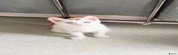 Turkish Van cats for sale: Turkish Van Kittens – Ready for Loving Homes - Advert 3