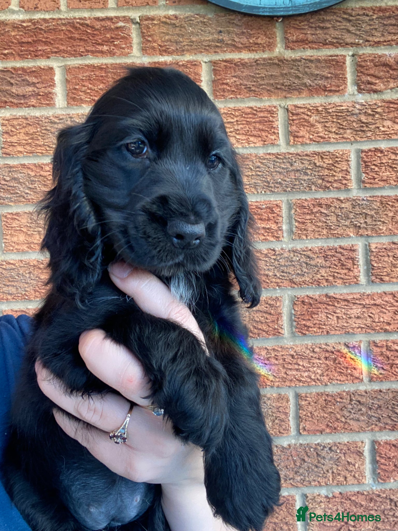 Cocker Spaniel dogs Gorgeous show cocker spaniels Kc Reg  ready to go  - Advert 14