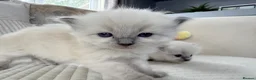 Ragdoll cats for sale: Blue Point Ragdoll Kittens for sale - Advert 23