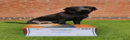 Labrador Retriever dogs for sale: Ready to leave 1 Male Yellow Labrador Retreiver in Swadlincote - Advert 10