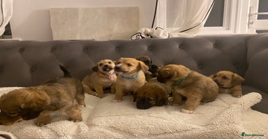 Jack Russell dogs Jack Russell puppies for sale.  - Advert 13