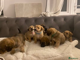 Jack Russell dogs Jack Russell puppies for sale. - Advert 10