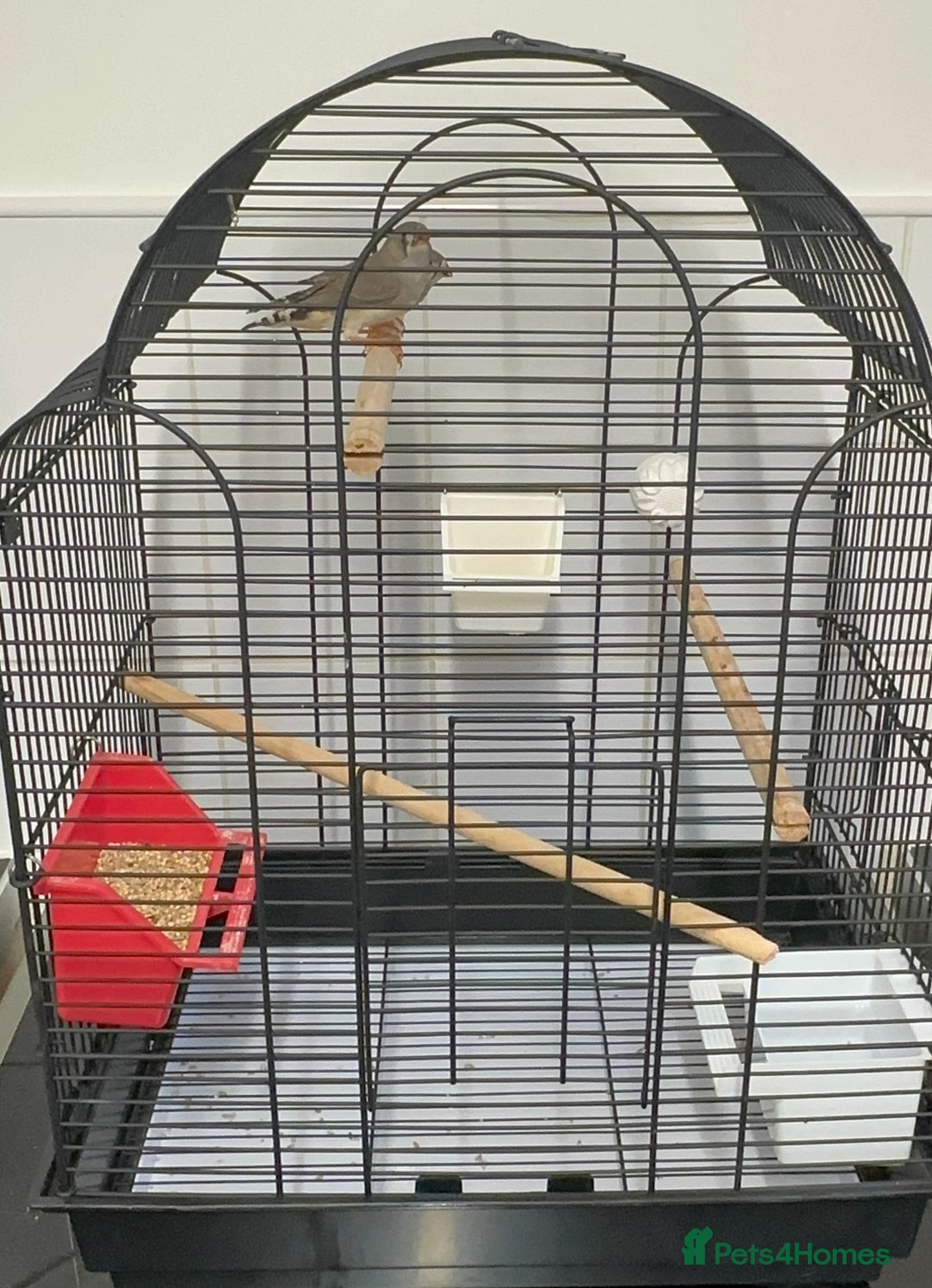 Finches birds for sale: Baby Zebra Finches & Cage - Advert 9