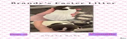 German Shorthaired Pointer dogs for sale: Stunning example of KC German Shorthaired Pointers in Tredegar - Advert 38