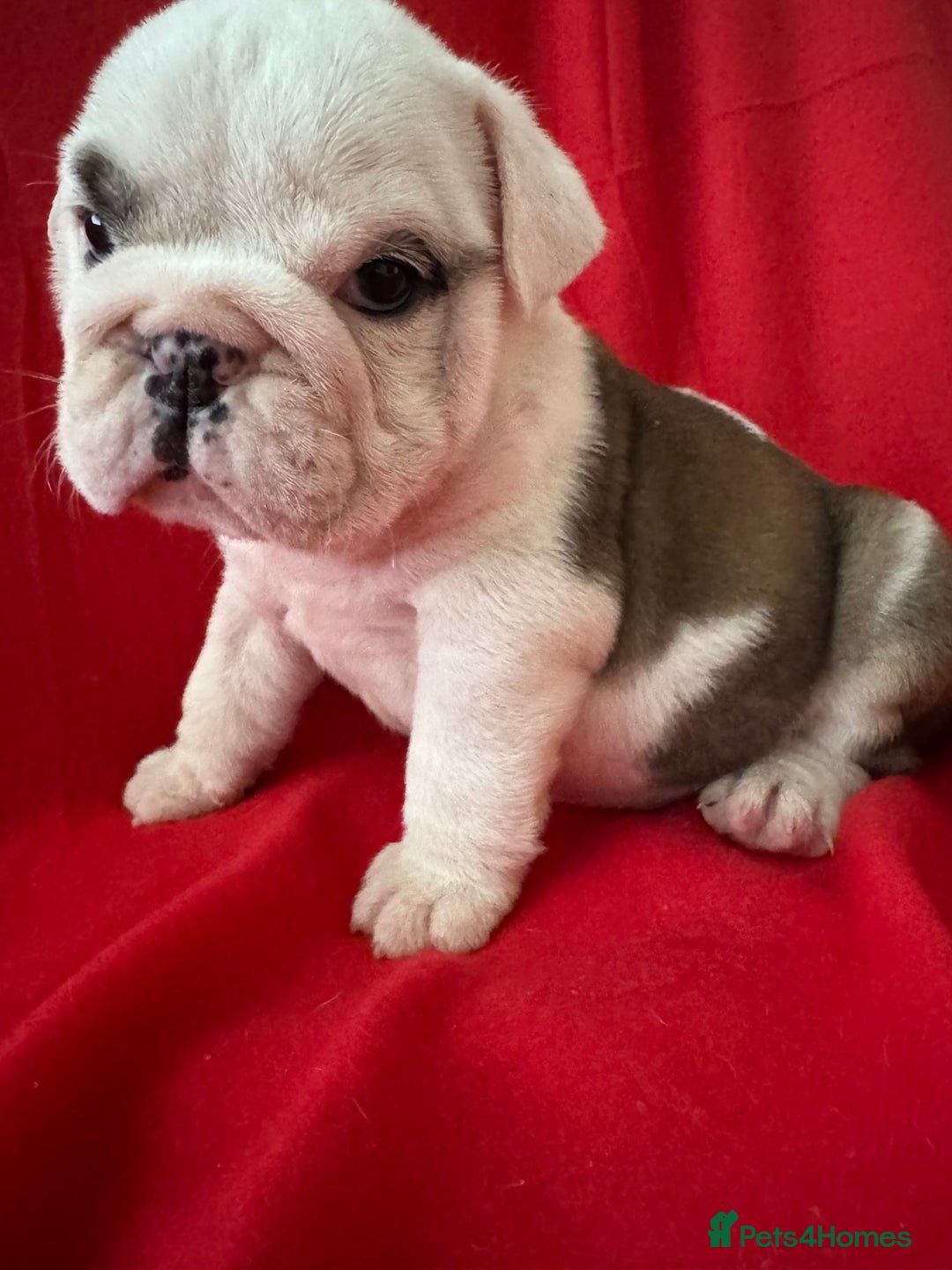 English Bulldog dogs for sale: KC Registered English Bulldog Puppies - Image 8
