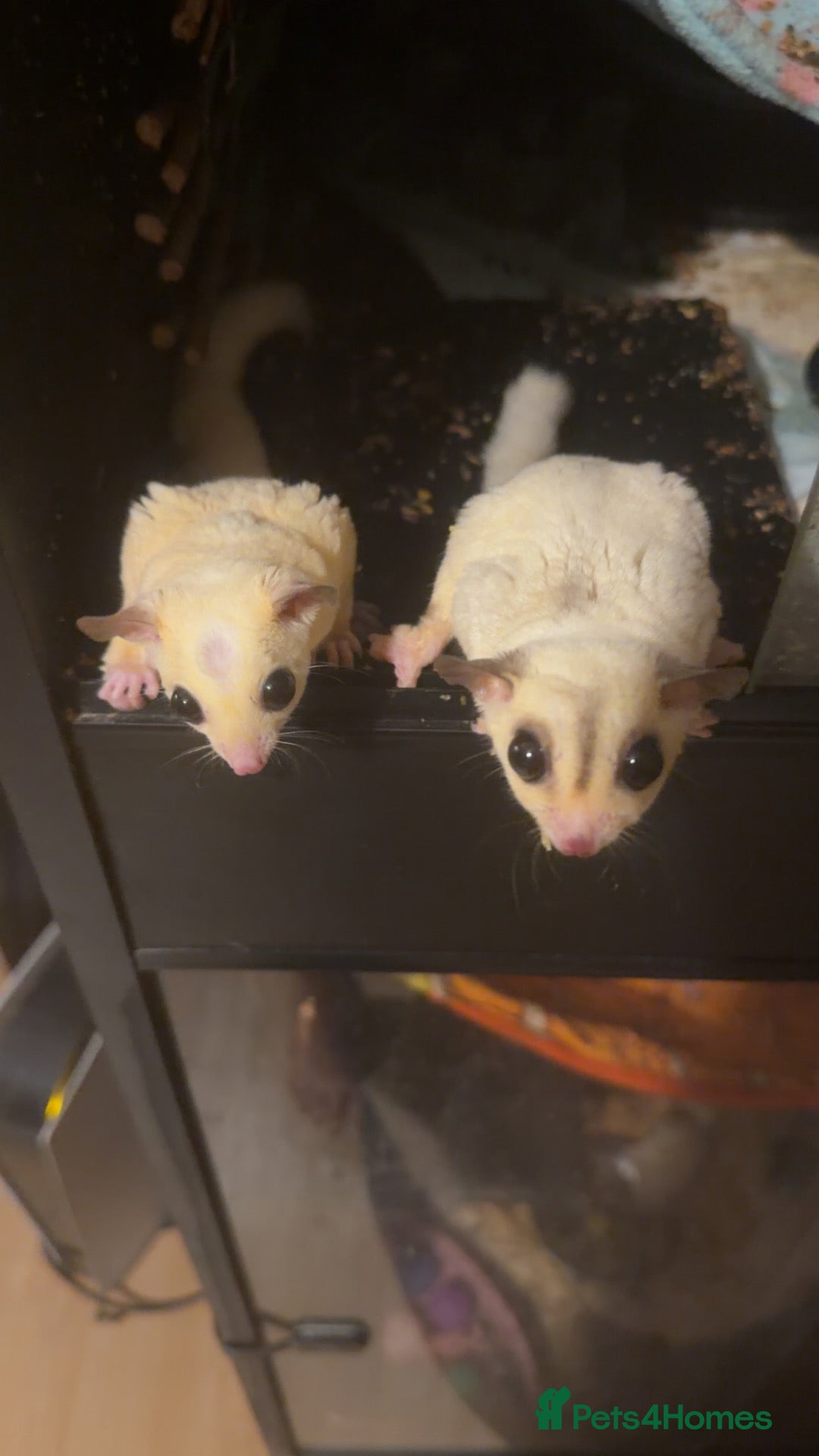Sugar Glider rodents for sale: Sugar gliders  - Advert 7