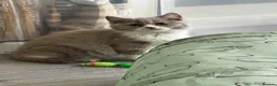 British Shorthair cats for sale: Beautiful British Shorthair Registered Kittens - Advert 3