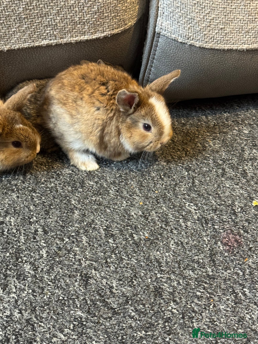 Mixed Breed rabbits for sale: Rabbit  - Advert 11
