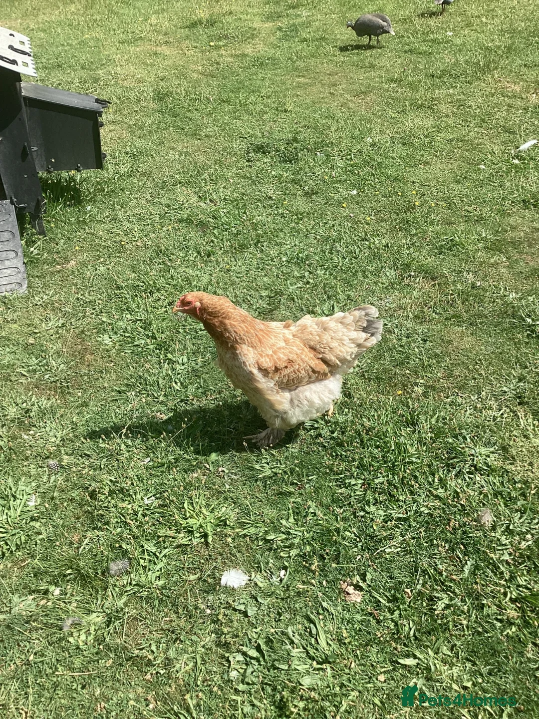 Chickens poultry for sale: Brahma Hens in Watlington - Advert 2