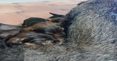 Dachshund dogs - Advert 5