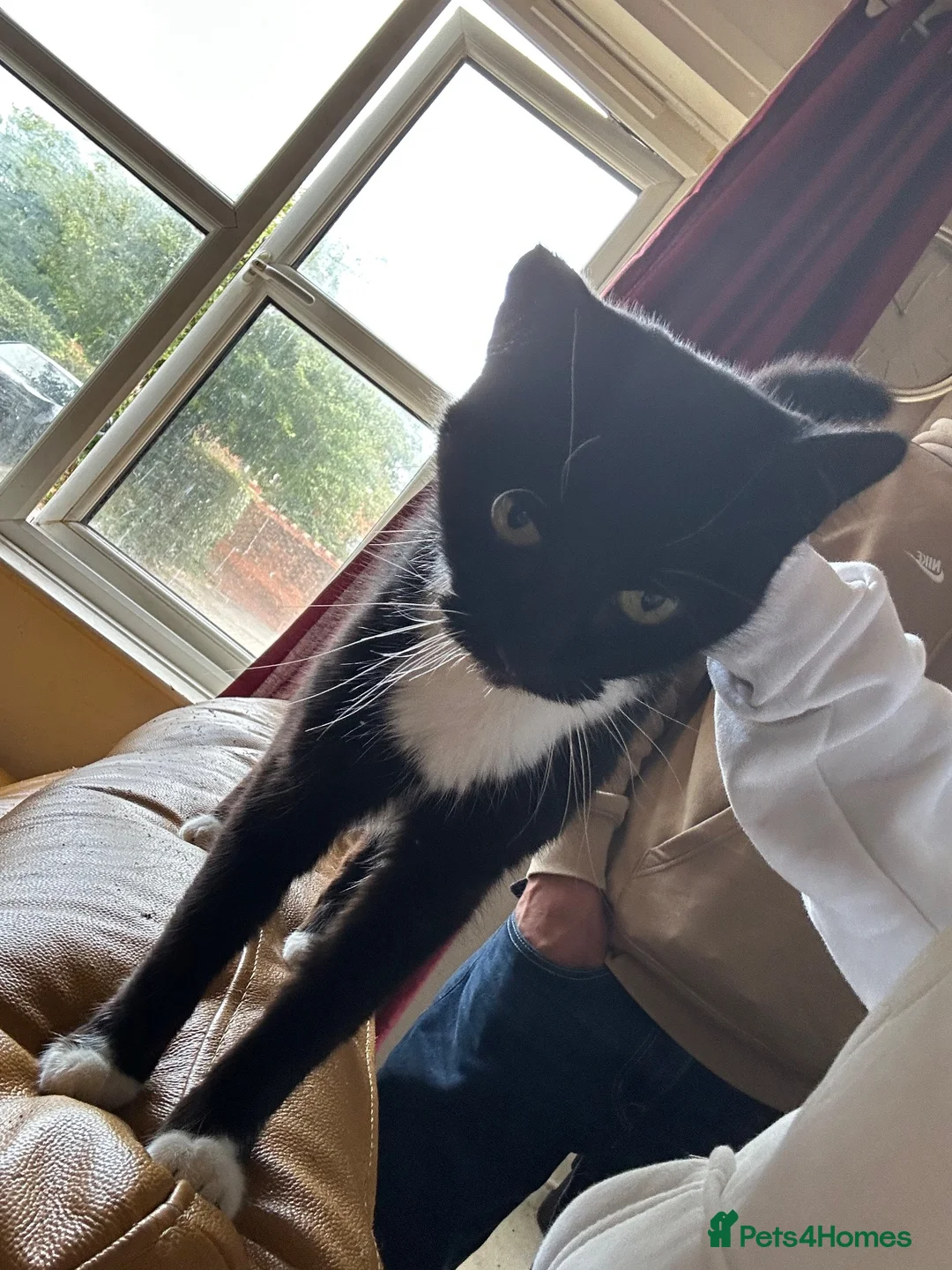 Domestic Shorthair cats for sale: Looking for a Loving Forever Home for Socks 🐾 in Maidstone - Advert 5