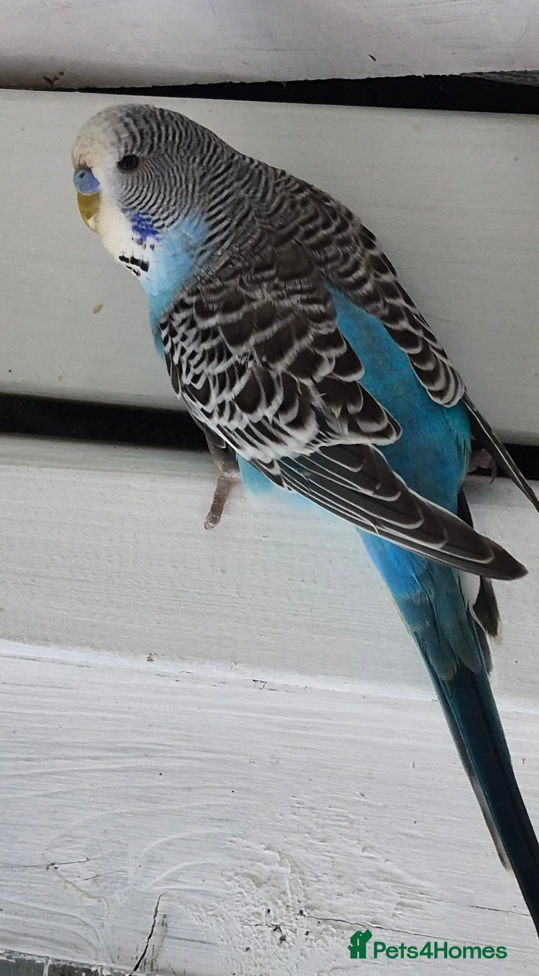 Budgerigars birds for sale: Exhibition Budgies - Advert 2