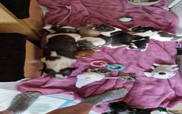 Mixed Breed dogs for sale: Fantastic 3/4 French bulldog and a 1/4 jack puppy - Image 15