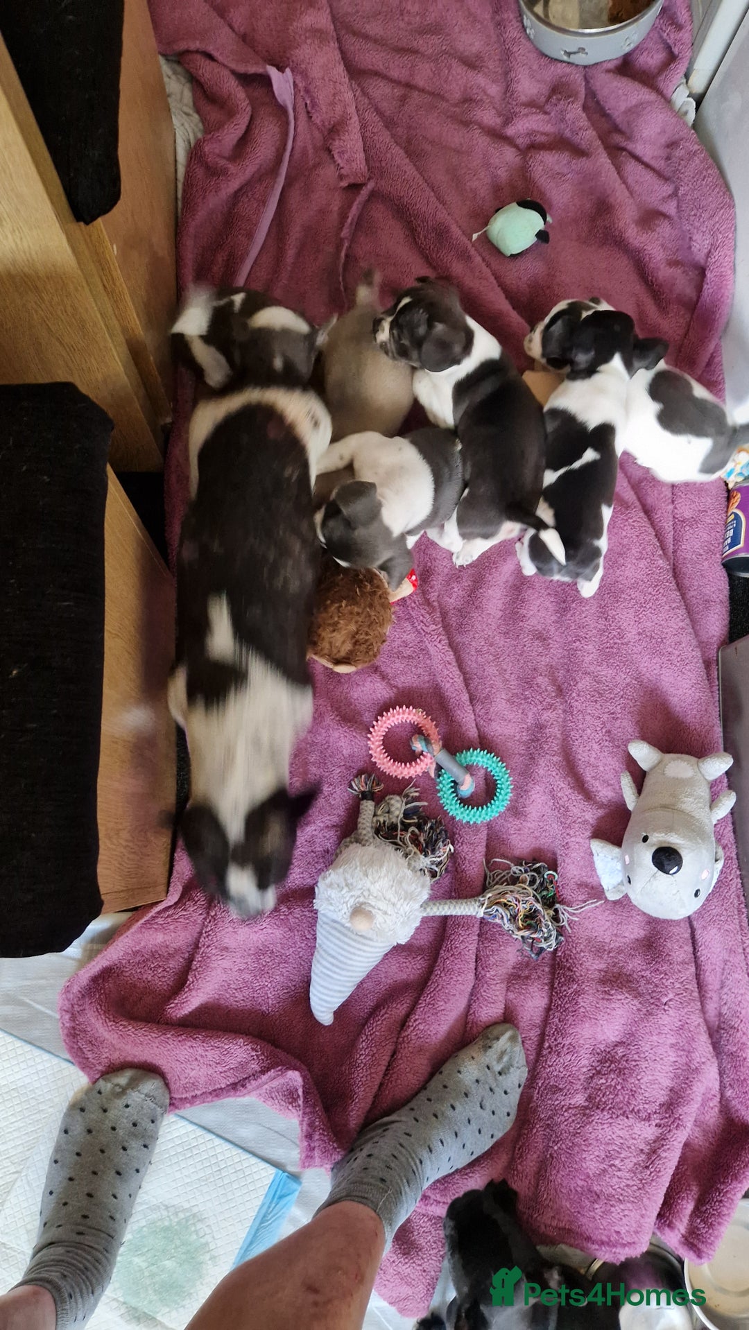 Mixed Breed dogs for sale: Fantastic 3/4 French bulldog and a 1/4 jack puppy - Image 15