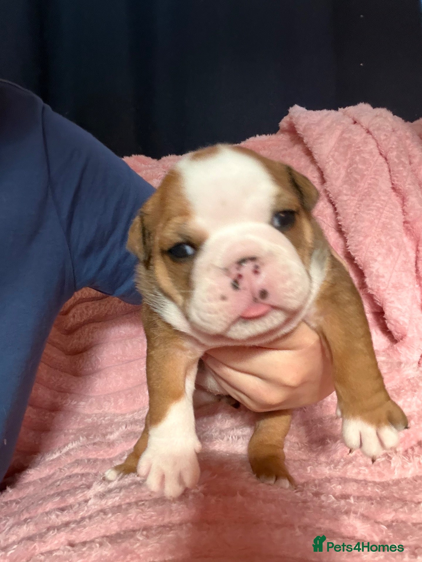 English Bulldog dogs Traditional British bulldogs  - Advert 12