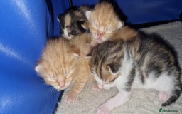 Mixed Breed cats for sale: 6 beautiful kittens  - Advert 1