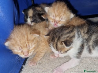 Mixed Breed cats 6 beautiful kittens - Advert 15