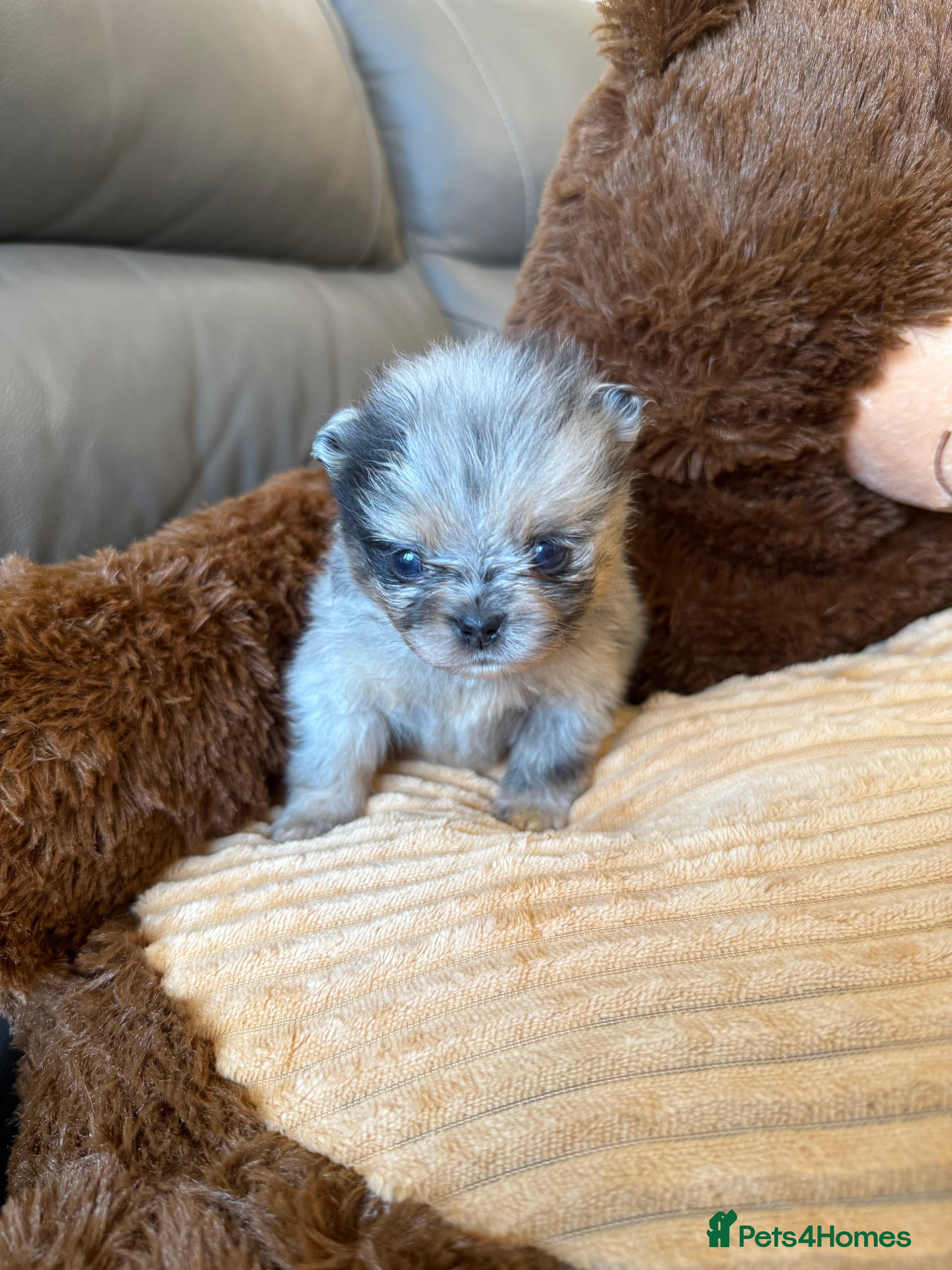 Pomeranian dogs Rare Beautiful Merle Pomeranians 💎 - Advert 3