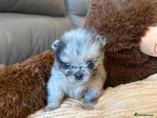 Pomeranian dogs Rare Beautiful Merle Pomeranians 💎 - Advert 5
