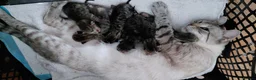 Bengal cats for sale: Snow Bengal x kittens  - Advert 7