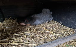 Chickens poultry for sale: Prairie bluebell chicks - Image 1