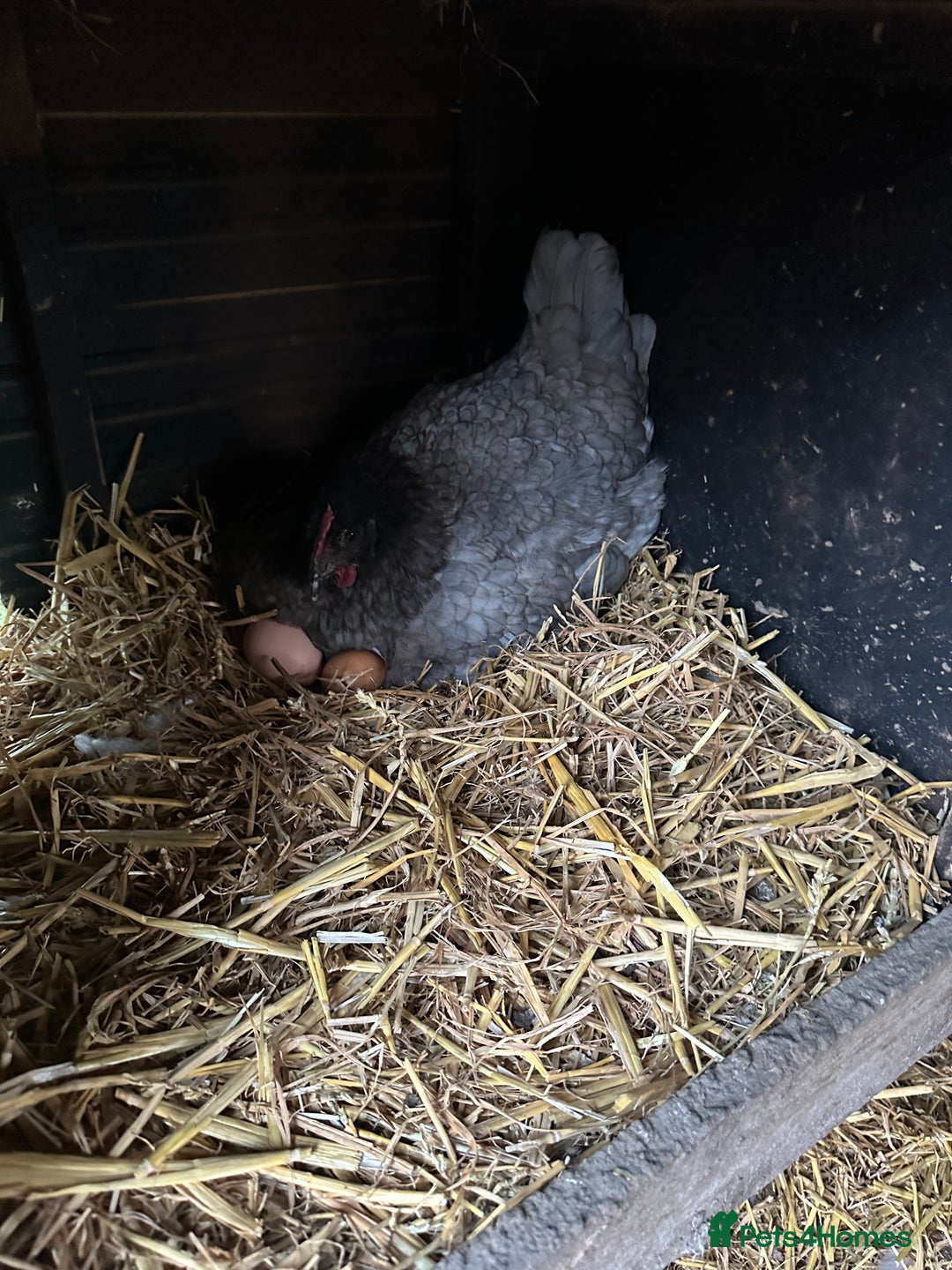 Chickens poultry for sale: Prairie bluebell chicks - Image 1