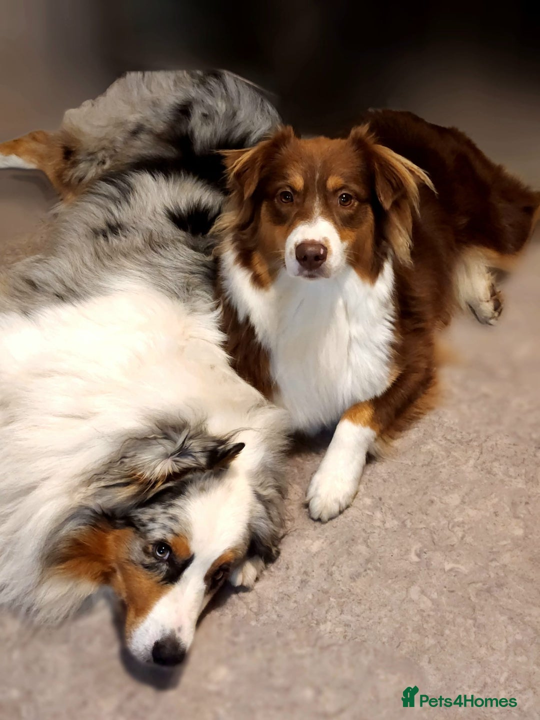 Australian Shepherd dogs for sale: Sweet boy  Australian Shepherd KC registration🥰 - Advert 5
