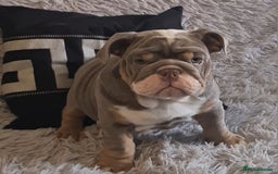 English Bulldog dogs for sale: K c reg English Bulldog pup - Image 10