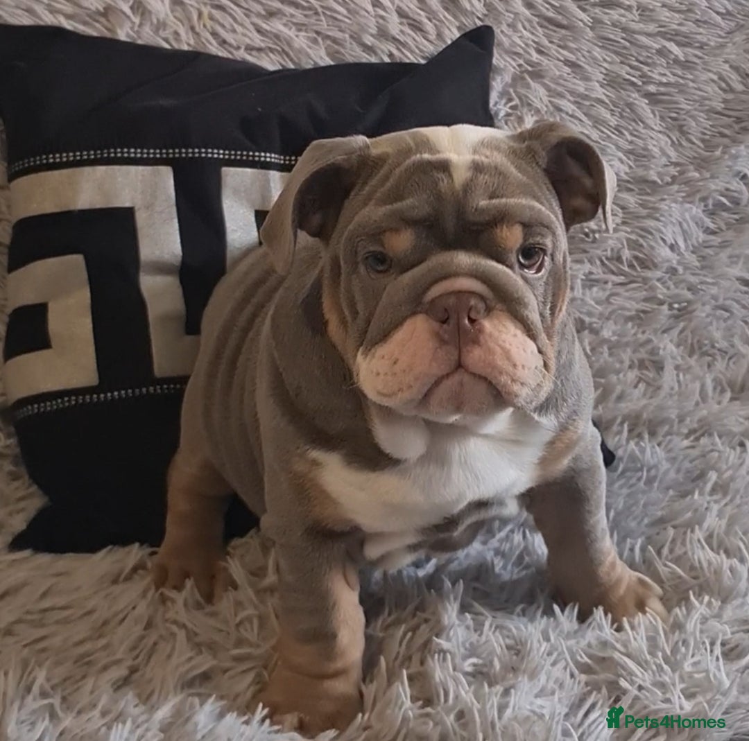 English Bulldog dogs for sale: K c reg English Bulldog pup - Image 10
