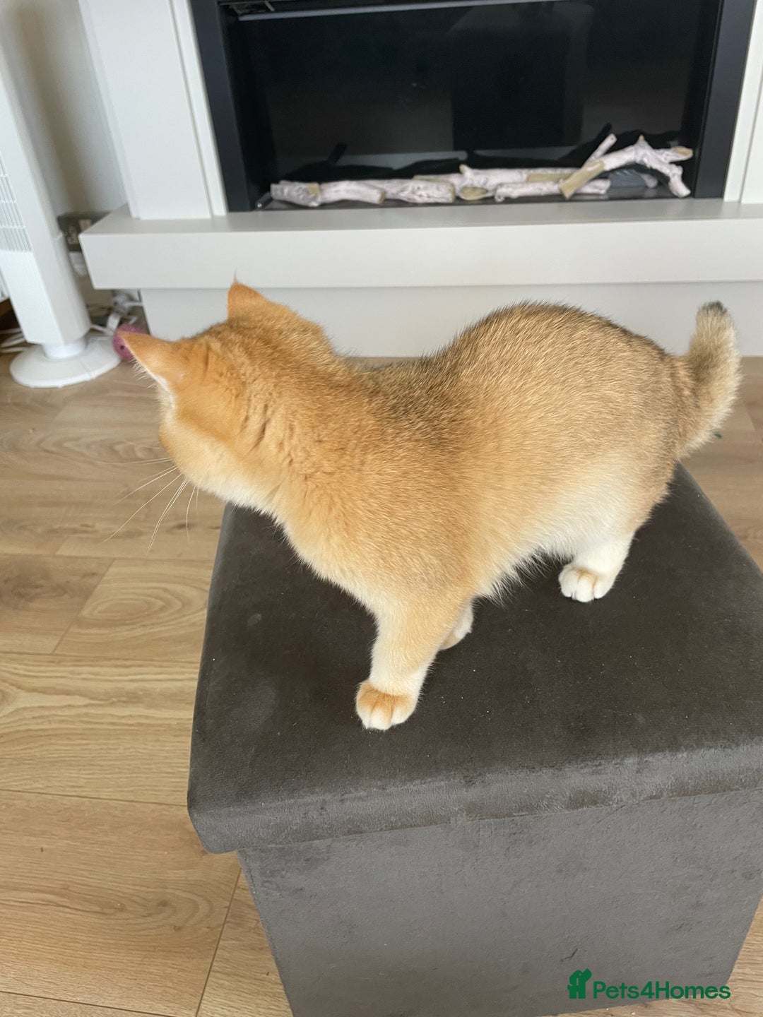 British Shorthair cats for sale: TICA & GCCF  Registered ACTIVE  Female Active  - Image 11