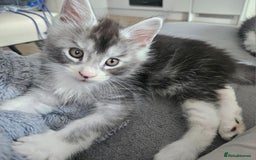 Maine Coon cats for sale: Maine coon kittens  - Image 12
