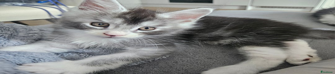 Maine Coon Kitten 4