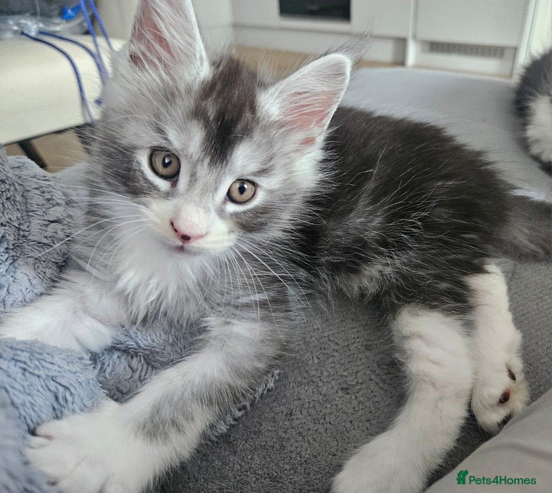 Maine Coon cats for sale: Maine coon kittens  - Image 12