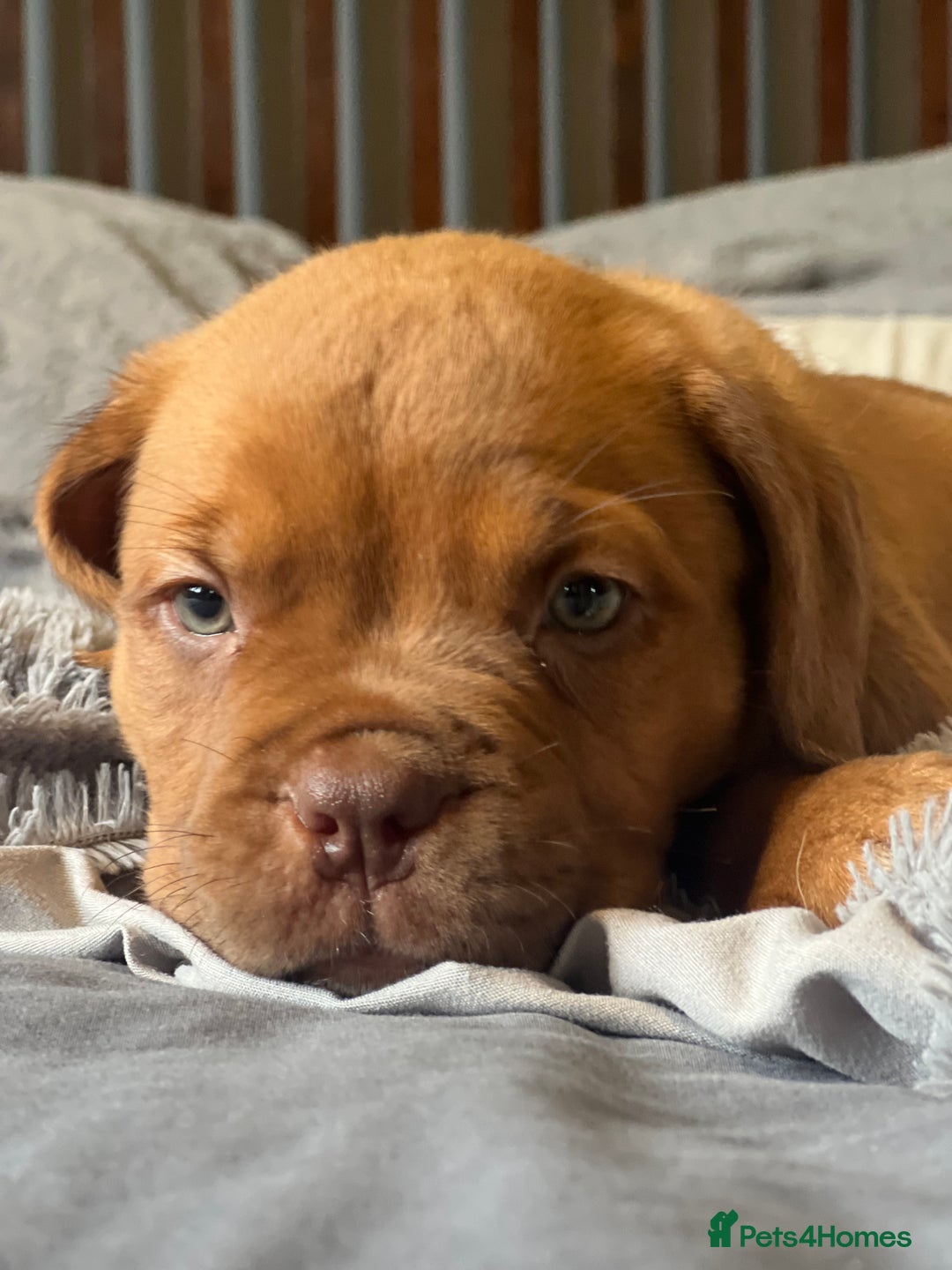 Dogue De Bordeaux dogs for sale: Kc registered Dogue de bordeaux puppies  - Image 19