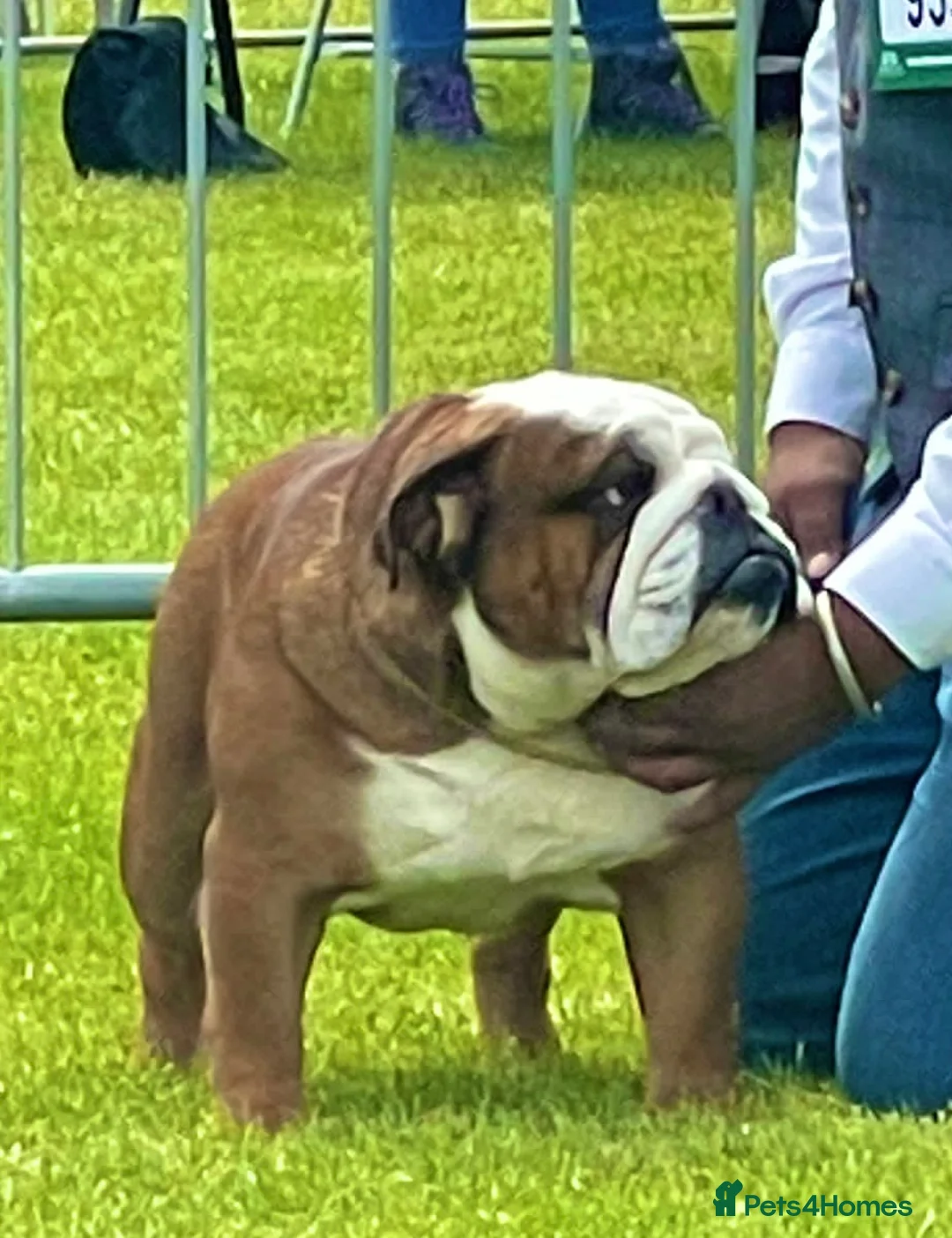 English Bulldog dogs for stud: 🎊MULTI CH UK CHAMPION VICE WORLD WINNER 2023🎉 in Rushden - Advert 2