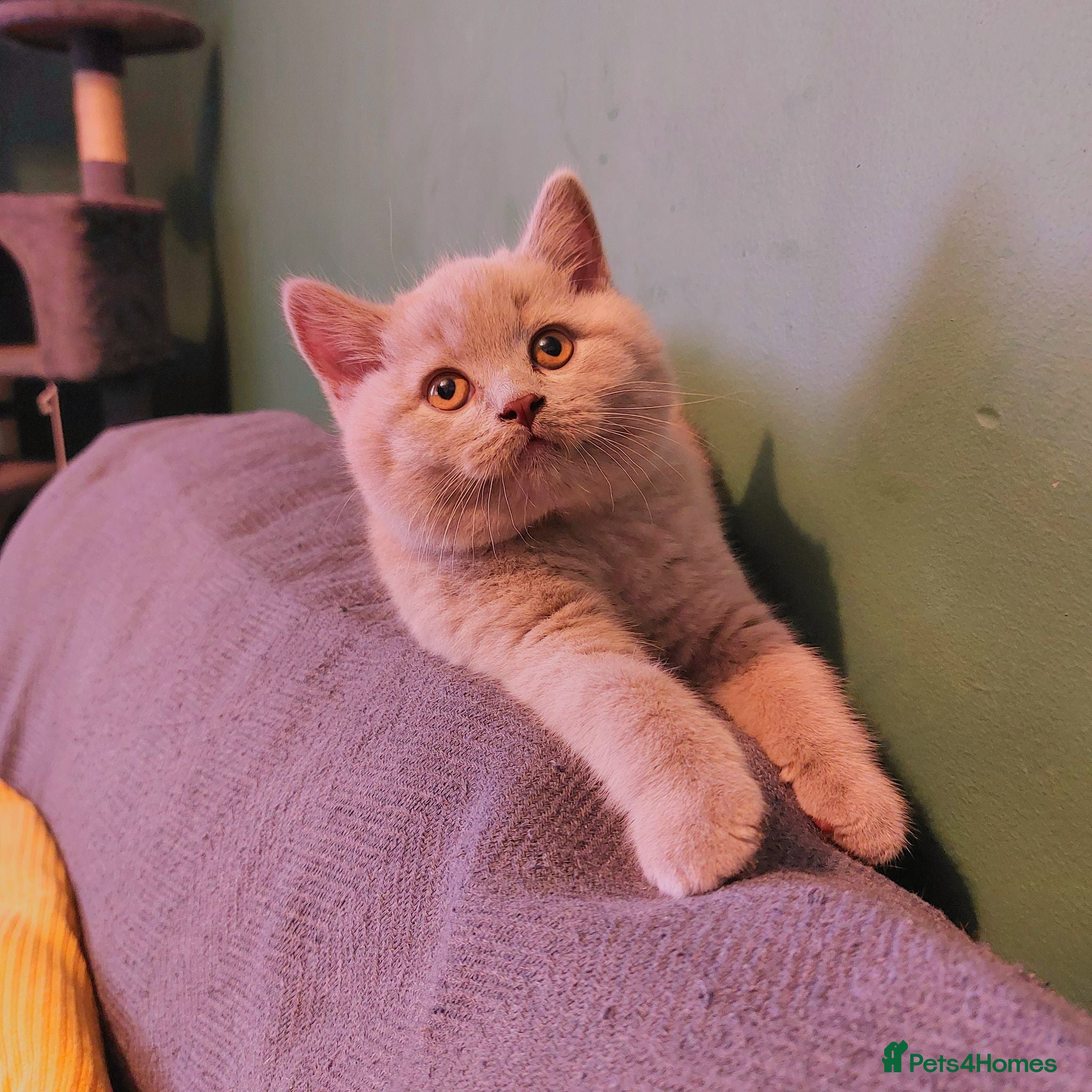 British Shorthair cats ⭐️ READY TO LEAVE ⭐️ British Shorthair Kitten ⭐️ - Advert 2