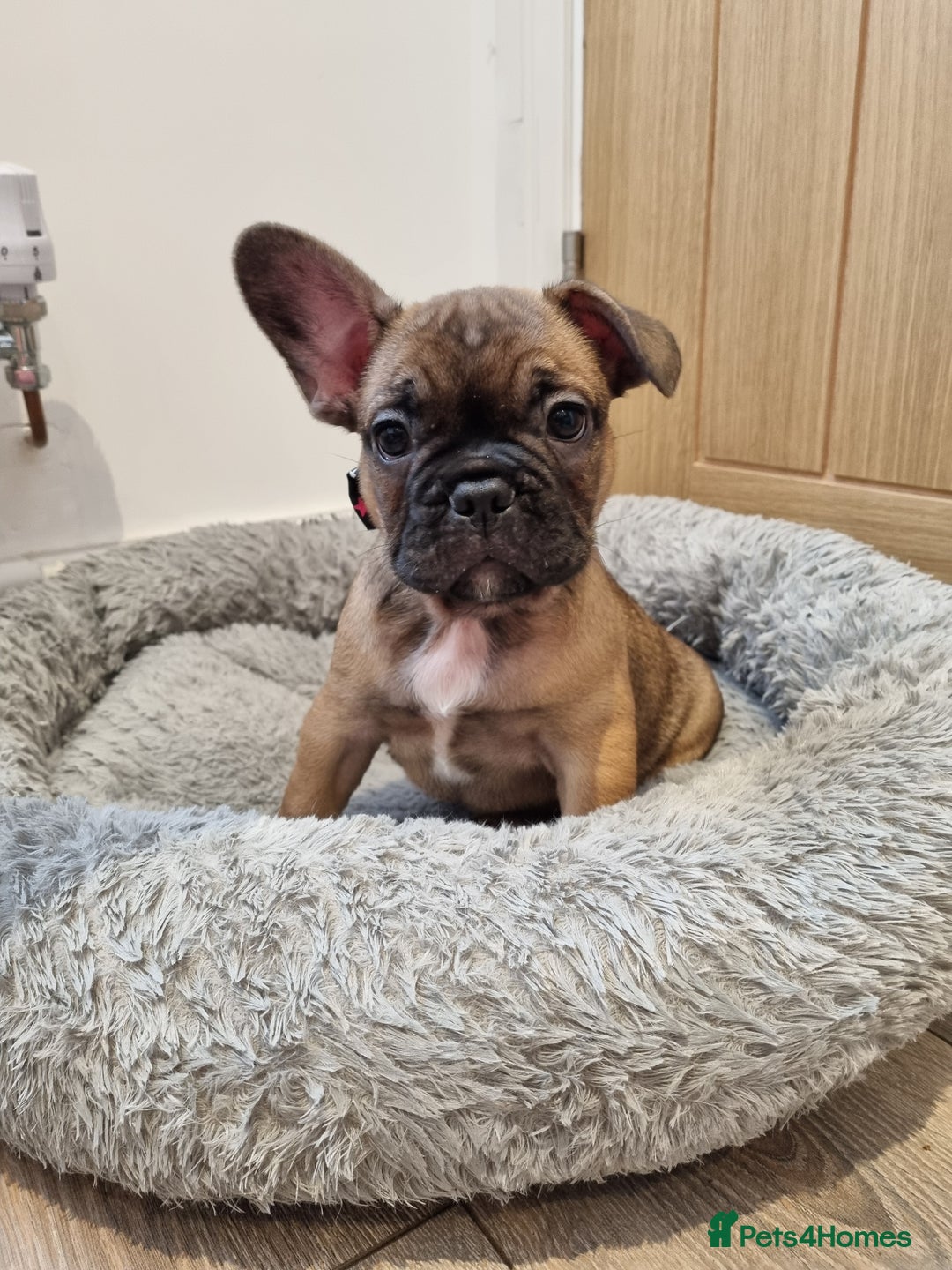 French Bulldog dogs for sale: Quality french bulldogs available to leave 🐾 - Image 9