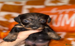 Dachshund dogs for sale: 🩷💙Stunning KC Wire haired Dachshunds🩷💙 - Image 8