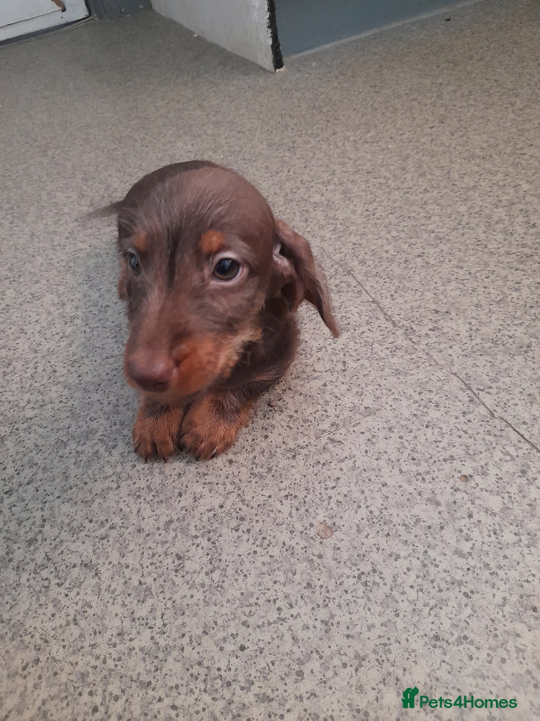 Miniature Dachshund dogs for sale: Miniture dashounds wire hair  - Image 2